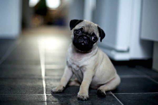 Pug chiot attend un ami à la maison