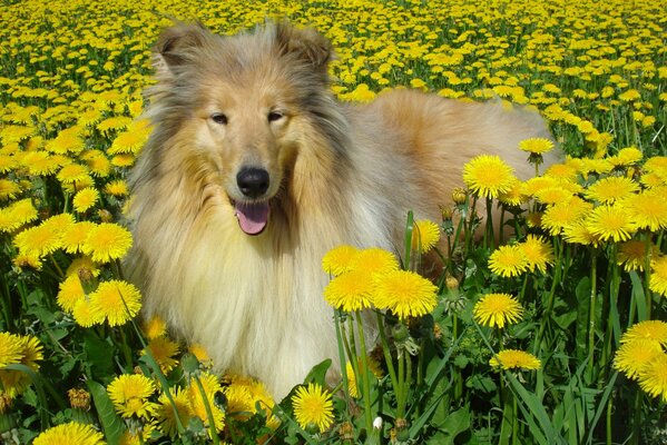 A collie dog in a field of dandelions