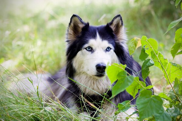 Husky con ojos azules en el bosque