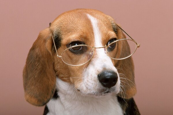 Hermoso perro con gafas