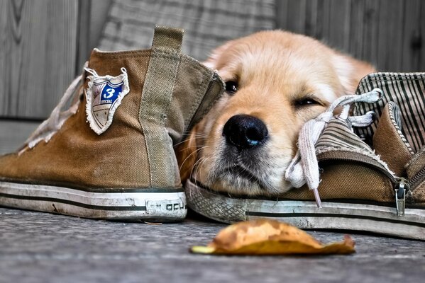 Sad face of a dog in sneakers