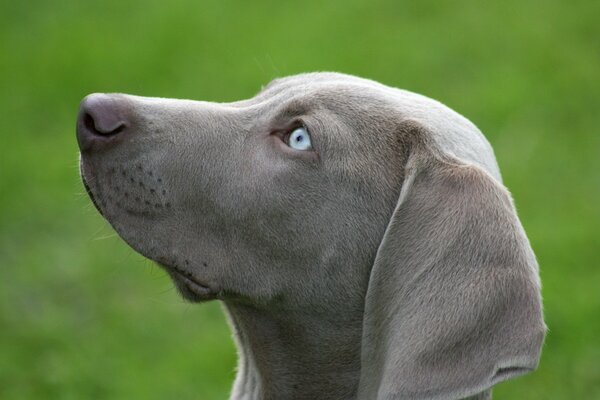 The devoted gaze of a gray dog with blue eyes