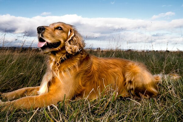 Schöner Hund liegt im Feld