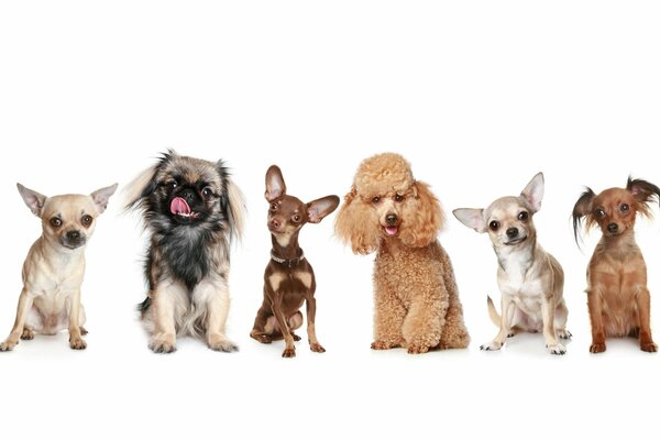 6 dogs of small breeds On a white background