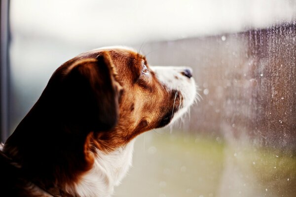 Pies patrzy przez okno na deszcz ze smutkiem
