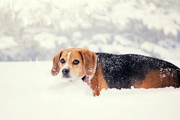 Ein faltiger Hund schleicht sich durch eine tiefe Schneedecke