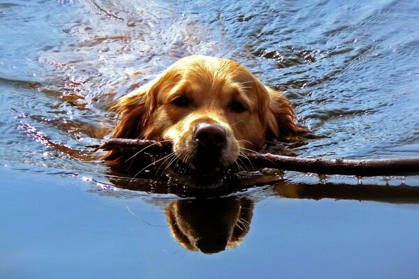 Der Hund schwimmt mit einem Stock in den Zähnen