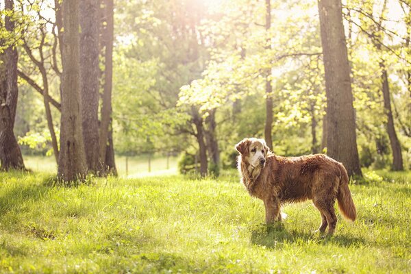 Perro en un claro en la naturaleza en el bosque