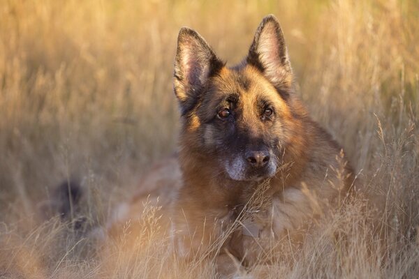 La mirada del amigo del hombre del perro en la hierba