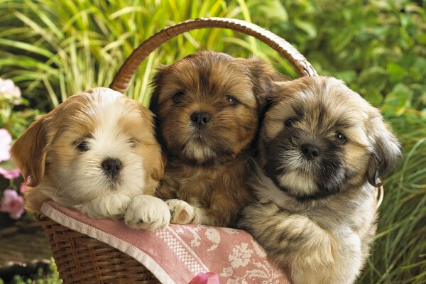 A trio of small puppies settled in a basket