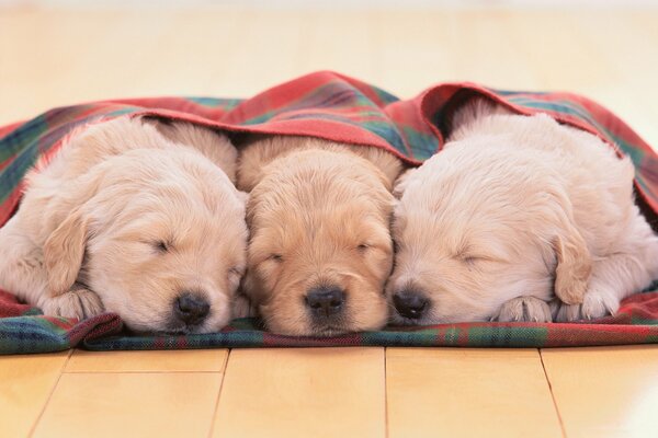 I cuccioli Golden Retriever dormono