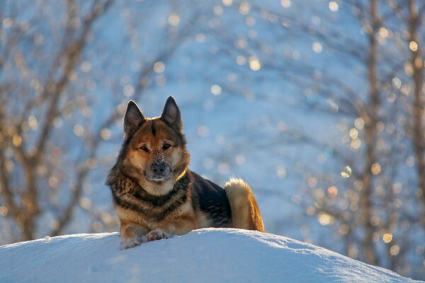 Deutscher Schäferhund liegt im Schnee