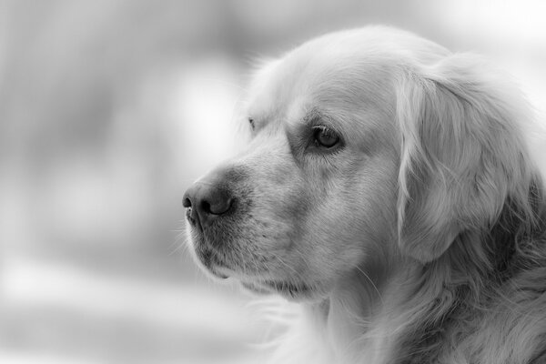 Black and white photo golden retriever