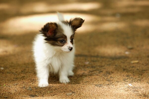 Perrito en verano en un paseo