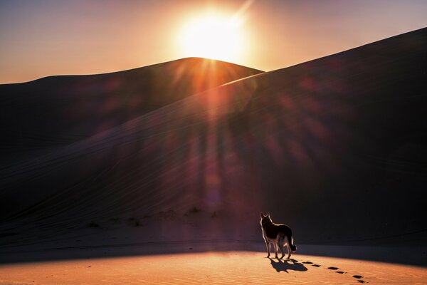 Perro en el desierto al atardecer