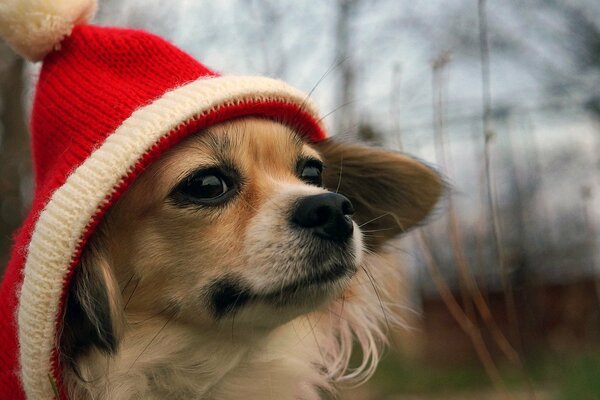 Redhead piccolo cagnolino in cappello rosso e bianco con pompon guarda in lontananza