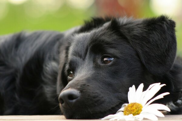 A black dog is sad next to a daisy