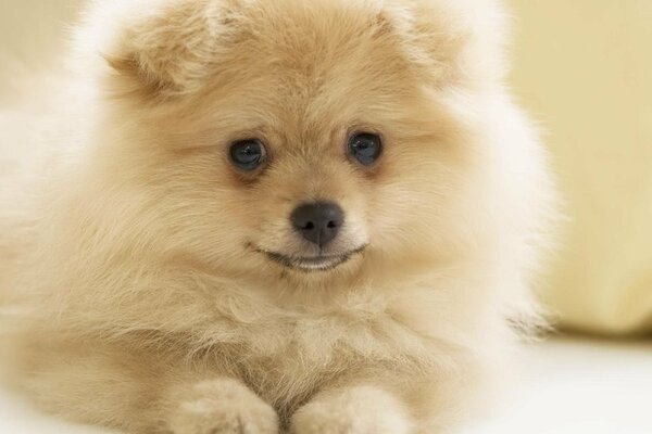 Fluffy pomeranian beige cutie