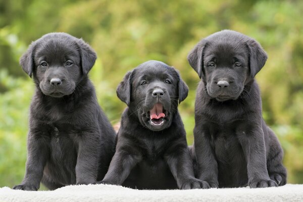 Carino trio di cuccioli di colore Nero