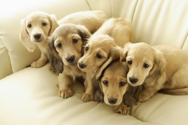 Chiots mignons amis glorieux