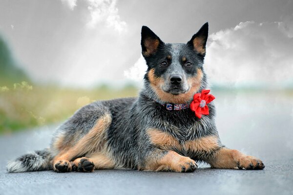 Ein Hund mit einer Blume am Halsband liegt auf dem Asphalt