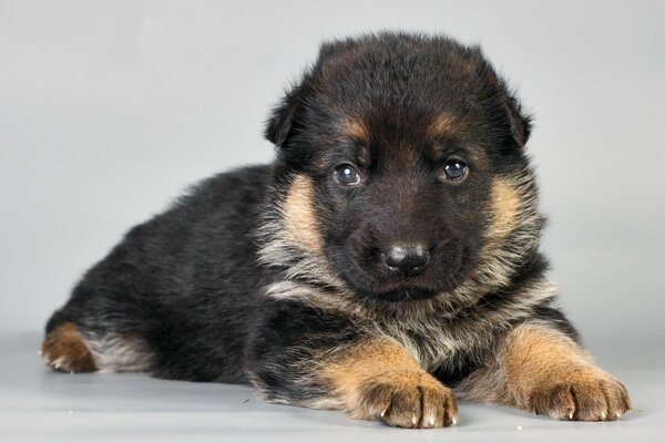 The puppy is lying on a gray background