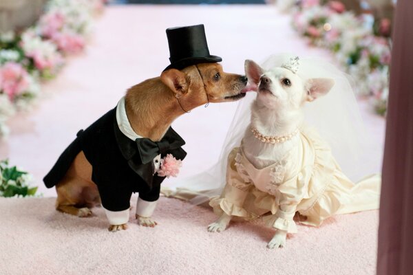 The dog s love ended with a wedding
