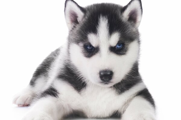 Ein kleiner Husky-Welpe sitzt auf einem schneeweißen Hintergrund