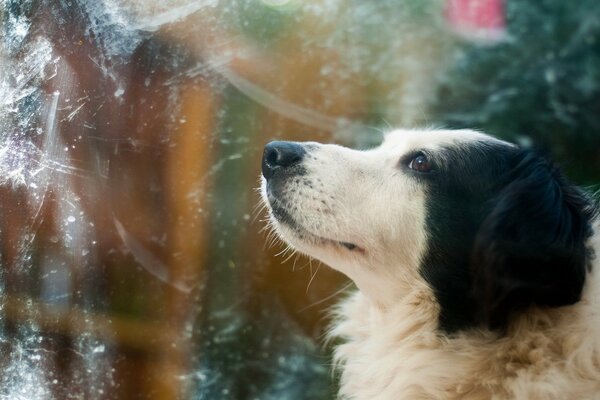 The dog thinks oh what a beautiful view