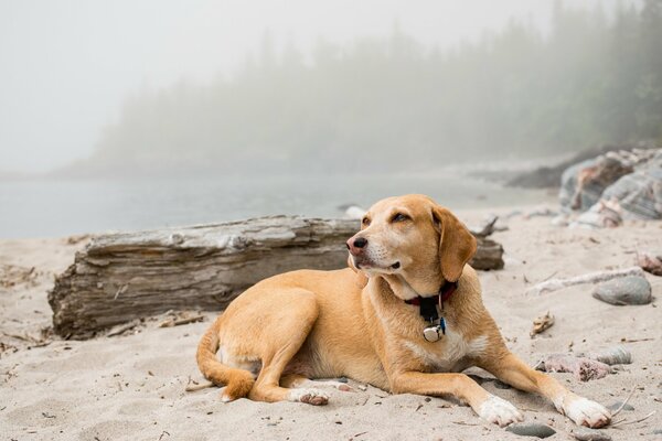 A dog on the bank of a foggy river on the sand