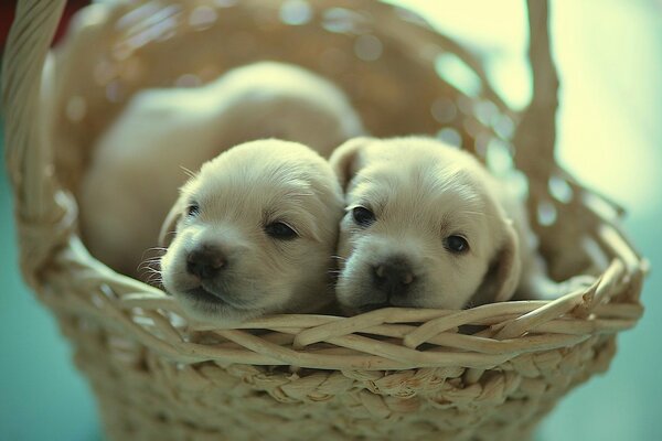 Two small puppies in a basket