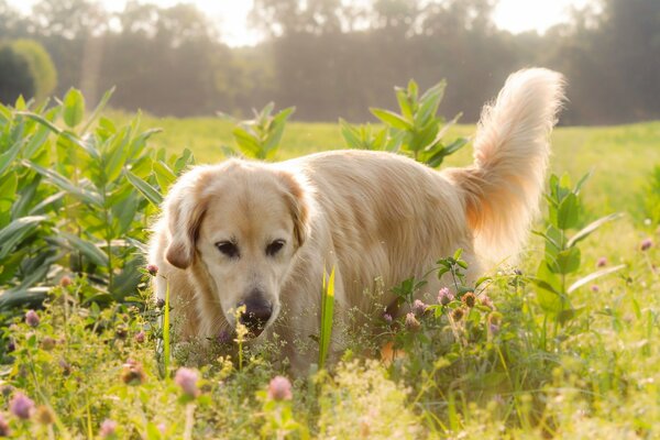 Labrador in the field against the background of nature