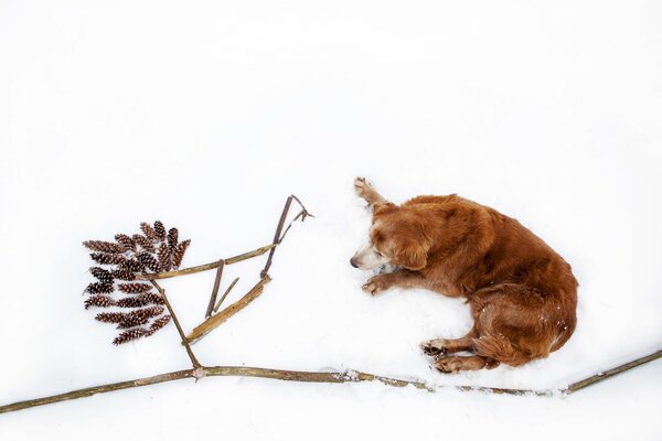 Золотистый ретривер на снегу с шишками