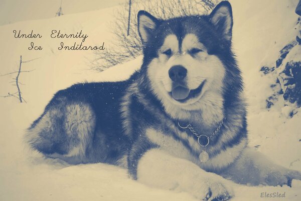 Un cane di razza Malamute giace sulla neve sporgendo la lingua