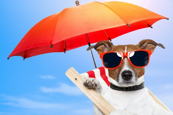 Собака на шезлонге в очках под зонтиком