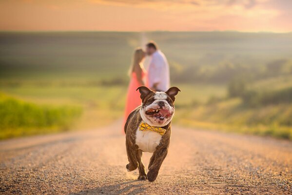 A bulldog is running along the road, a couple is standing in the distance