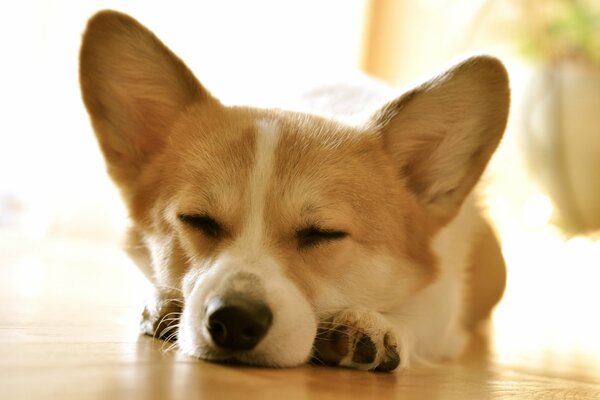 Petit Corgi endormi sur le sol