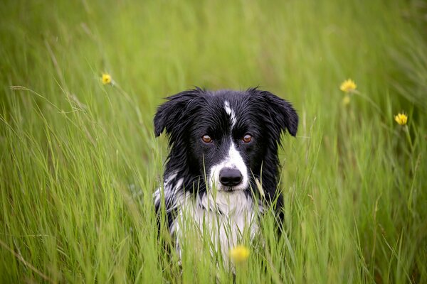 Black and white tank in the tall grass