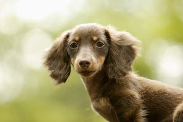 Beautiful dachshund puppy with big ears