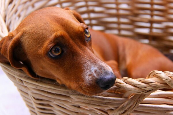 Chien roux recroquevillé dans un panier