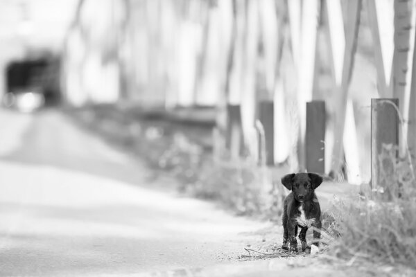 Photo noir et blanc d un chiot