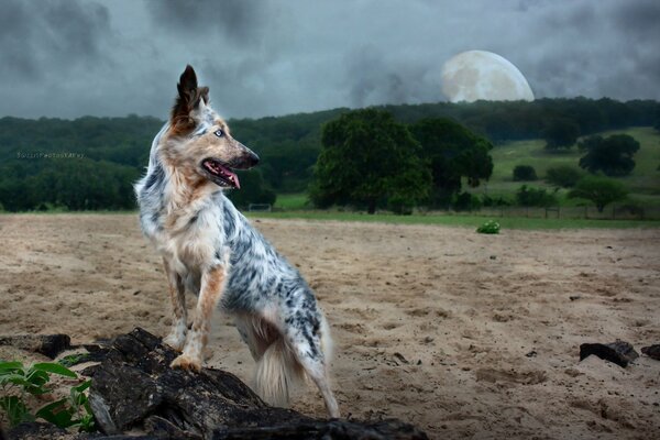 Hund im Hintergrund der Natur