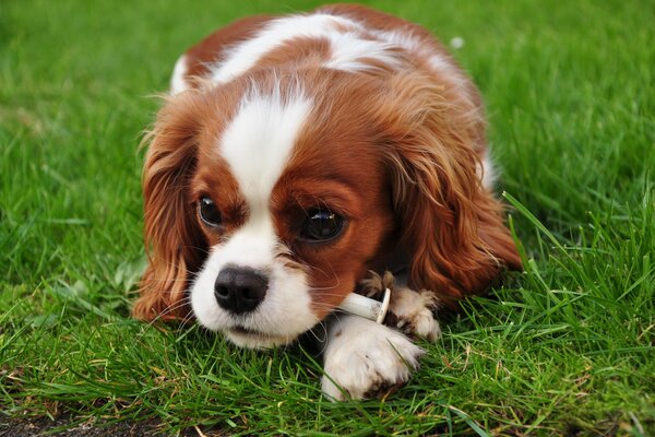 A dog on the grass. Cute look