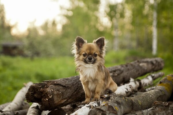 Милая маленькая собачка сидит на деревянных бревнах в лесу