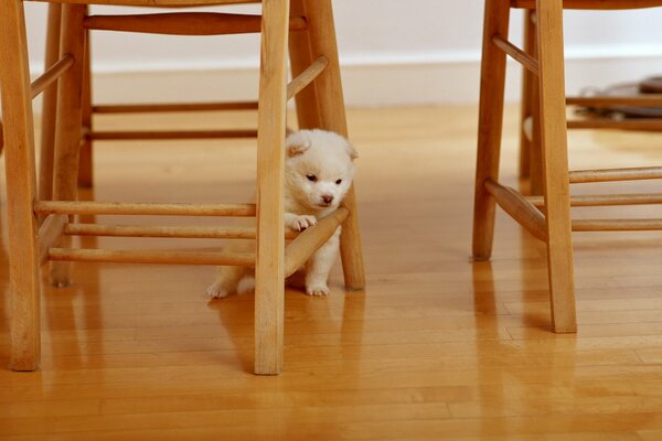 Cachorro blanco peludo cerca de la mesa de madera