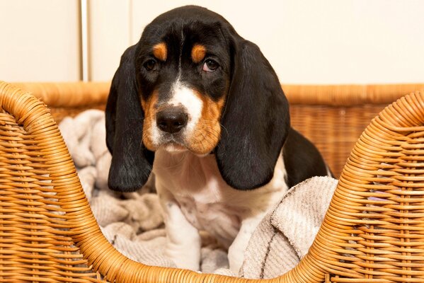 A sad puppy is resting in a basket