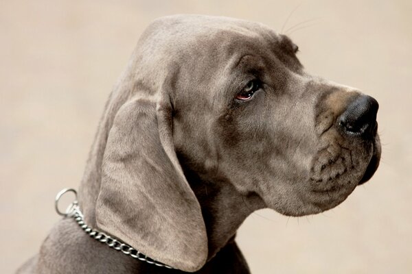 The dark-colored dog looks with an intelligent look