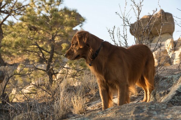 Chien triste sur une promenade dans les montagnes