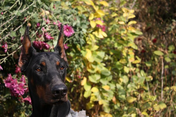 Shelby Dobermann Hund in Blumen