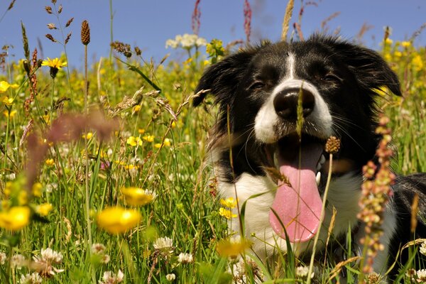 Собака отдыхает в цветочном поле
